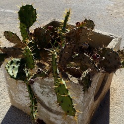 PIANTA GRASSA IN VASO. Fotografie di Giulio Azzarello &copy;2022.