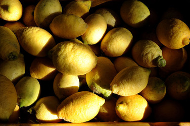 LIMONI di Sicilia coltivati in modo biologico. Fotografie di Giulio Azzarello &copy;2014.