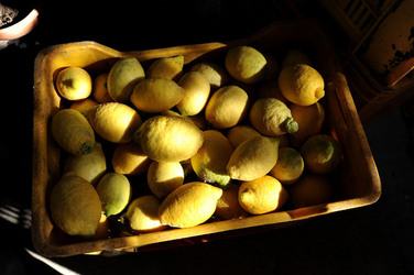 LIMONI di Sicilia coltivati in modo biologico. Fotografie di Giulio Azzarello &copy;2014.