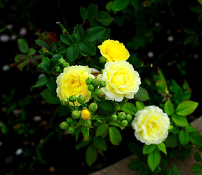 CAMPAGNA SICILIANA. Fotografie di Giulio Azzarello &copy;2016.