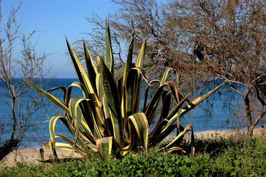 AGAVE selvatica sul mare in Sicilia a Cefalù. Fotografie di Giulio Azzarello ©2014. AGAVE selvatica sul mare in Sicilia a Cefalù. Fotografie di Giulio Azzarello ©2014.