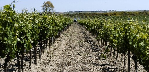 VIGNETO tipico siciliano a Salemi panoramiche e particolari. Fotografie di Giulio Azzarello &copy;2014.