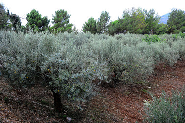 CAMPAGNA SICILIANA. Fotografie di Giulio Azzarello &copy;2016.