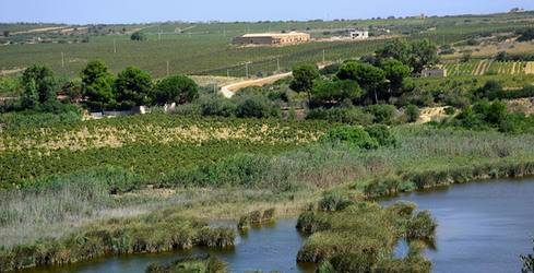 GORGHI TONDI oasi di vigneti e piante Mazzara del Vallo in Sicilia. Foto di Giulio Azzarello ©2016. GORGHI TONDI oasi di vigneti e piante Mazzara del Vallo in Sicilia. Foto di Giulio Azzarello ©2016.