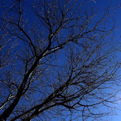 ALBERI. Fotografie di Giulio Azzarello &copy;2024.