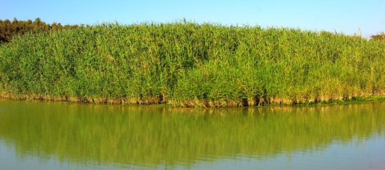 CANNETI in SICILIA. Fotografie di Giulio Azzarello &copy;2016.