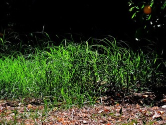 GIARDINO SICILIANO fotografie di Giulio Azzarello ©2021. GIARDINO SICILIANO fotografie di Giulio Azzarello ©2021.