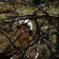 BESTIE. Fotografie di Giulio Azzarello ©2022. BESTIE. Fotografie di Giulio Azzarello ©2022.