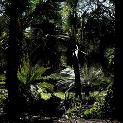 ORTO BOTANICO DI PALERMO. Fotografie di Giulio Azzarello ©2022. ORTO BOTANICO DI PALERMO. Fotografie di Giulio Azzarello ©2022.