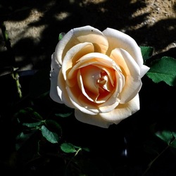ORTO BOTANICO di PALERMO. Fotografie di Giulio Azzarello ©2019.