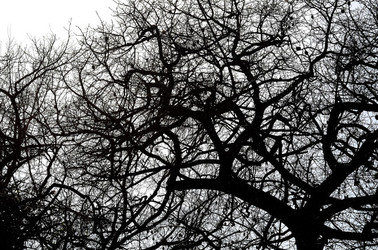 ORTO BOTANICO di Palermo in inverno. Fotografie di Giulio Azzarello &copy;2016.