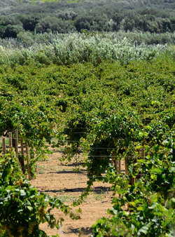 GORGHI TONDI oasi di vigneti e piante Mazzara del Vallo in Sicilia. Foto di Giulio Azzarello ©2016. GORGHI TONDI oasi di vigneti e piante Mazzara del Vallo in Sicilia. Foto di Giulio Azzarello ©2016.