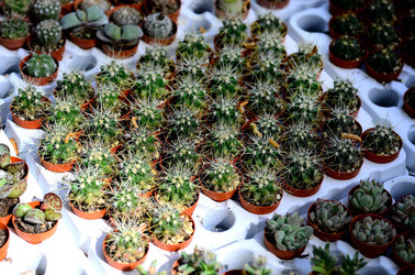 ORTO BOTANICO di Palermo in inverno. Fotografie di Giulio Azzarello &copy;2016.