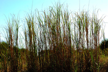 CANNETI in SICILIA. Fotografie di Giulio Azzarello &copy;2016.