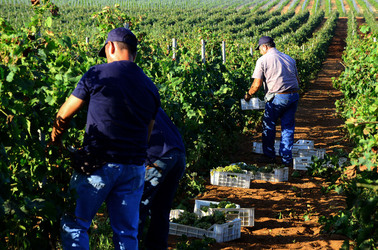 VENDEMMIA a Mazzara del Vallo in Sicilia con i contadini. Fotografie di Giulio Azzarello ©2016. VENDEMMIA a Mazzara del Vallo in Sicilia con i contadini. Fotografie di Giulio Azzarello ©2016.
