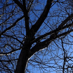 ALBERI. Fotografie di Giulio Azzarello &copy;2024.