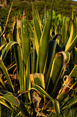 ISOLA DI USTICA la natura. Fotografie di Giulio Azzarello &copy;2016.
