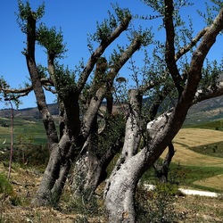 SEGESTA. Fotografie di Giulio Azzarello ©2024. SEGESTA. Fotografie di Giulio Azzarello ©2024.