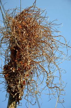 GRANDE NIDO spontaneo in campagna. Fotografie di Giulio Azzarello &copy;2014.