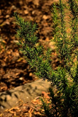 GIARDINO fotografie di Giulio Azzarello ©2019. GIARDINO fotografie di Giulio Azzarello ©2019.