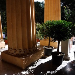 ORTO BOTANICO di PALERMO. Fotografie di Giulio Azzarello ©2019.