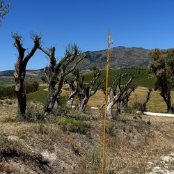 SEGESTA. Fotografie di Giulio Azzarello ©2024. SEGESTA. Fotografie di Giulio Azzarello ©2024.