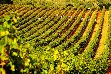 VENDEMMIA di AUTUNNO a S.Cristina Gela in Sicilia. Fotografie di Giulio Azzarello &copy;2016.
