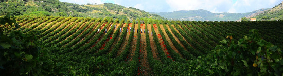 VENDEMMIA di AUTUNNO a S.Cristina Gela in Sicilia. Fotografie di Giulio Azzarello &copy;2016.