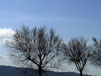 RAMI E ALBERI in inverno. Fotografie di Giulio Azzarello &copy;2014.