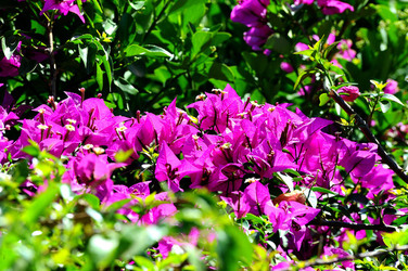 NATURA Violette siciliane in un tipico giardino in estate. Fotografie di Giulio Azzarello &copy;2014.