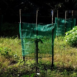 ORTO BOTANICO di PALERMO. Fotografie di Giulio Azzarello ©2019.
