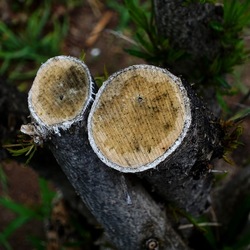 TRONCHI. Fotografie di Giulio Azzarello ©2022.
