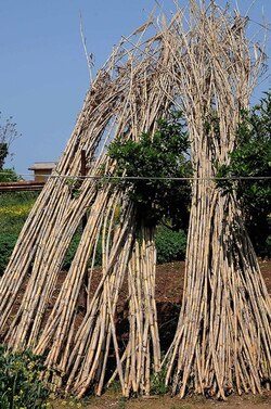 IL CANNETO del contadino siciliano. Fotografie di Giulio Azzarello &copy;2014.