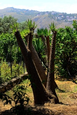 GIARDINO fotografie di Giulio Azzarello ©2019. GIARDINO fotografie di Giulio Azzarello ©2019.