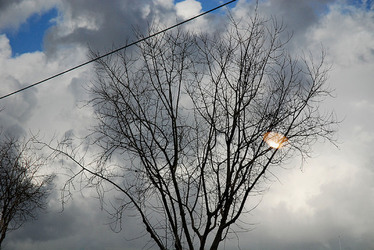 RAMI E ALBERI in inverno. Fotografie di Giulio Azzarello &copy;2014.
