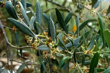 ULIVETO SICILIANO. Fotografie di Giulio Azzarello ©2022.