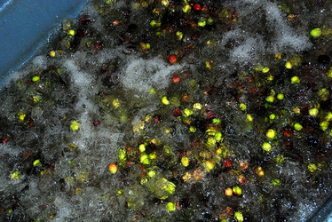 TIPICO FRANTOIO fotografie di Giulio Azzarello ©2014. TIPICO FRANTOIO fotografie di Giulio Azzarello ©2014.