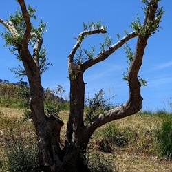 SEGESTA. Fotografie di Giulio Azzarello ©2024. SEGESTA. Fotografie di Giulio Azzarello ©2024.