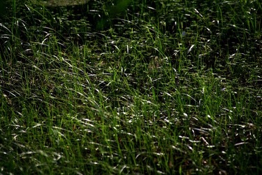 GIARDINO SICILIANO fotografie di Giulio Azzarello &copy;2020.