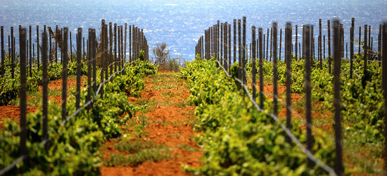 VIGNETO GIOVANE in Sicilia fotografie di Giulio Azzarello &copy;2016.