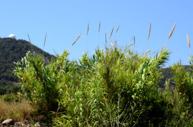 ISOLA DI USTICA la natura. Fotografie di Giulio Azzarello &copy;2016.