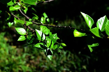 GIARDINO SICILIANO fotografie di Giulio Azzarello &copy;2020.