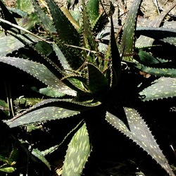 ORTO BOTANICO DI PALERMO. Fotografie di Giulio Azzarello ©2022. ORTO BOTANICO DI PALERMO. Fotografie di Giulio Azzarello ©2022.