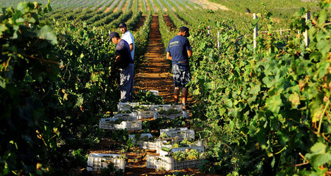 VENDEMMIA a Mazzara del Vallo in Sicilia con i contadini. Fotografie di Giulio Azzarello ©2016. VENDEMMIA a Mazzara del Vallo in Sicilia con i contadini. Fotografie di Giulio Azzarello ©2016.
