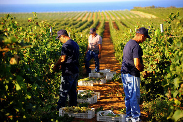 VENDEMMIA a Mazzara del Vallo in Sicilia con i contadini. Fotografie di Giulio Azzarello ©2016. VENDEMMIA a Mazzara del Vallo in Sicilia con i contadini. Fotografie di Giulio Azzarello ©2016.