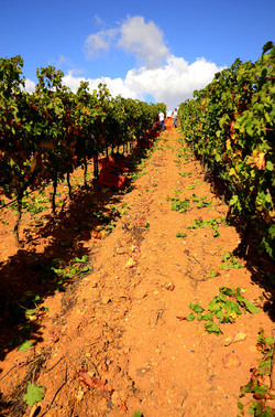 VENDEMMIA di AUTUNNO a S.Cristina Gela in Sicilia. Fotografie di Giulio Azzarello &copy;2016.