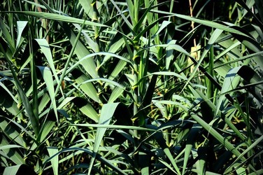 HABITAT NATURA in campagna. Fotografie di Giulio Azzarello ©2015 2016. HABITAT NATURA in campagna. Fotografie di Giulio Azzarello ©2015 2016.