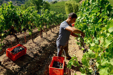 VENDEMMIA a S.Cristina Gela i coltivatori. Fotografie di Giulio Azzarello ©2016. VENDEMMIA a S.Cristina Gela i coltivatori. Fotografie di Giulio Azzarello ©2016.