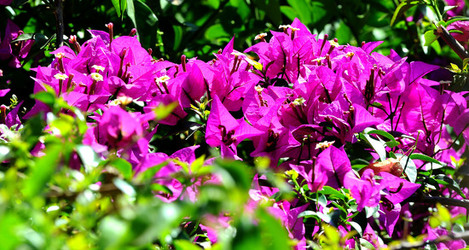 NATURA Violette siciliane in un tipico giardino in estate. Fotografie di Giulio Azzarello &copy;2014.