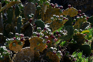 CAPO GALLO riserva marina e naturalistica a Palermo panoramiche e particolari. Fotografie di Giulio Azzarello ©2014. CAPO GALLO riserva marina e naturalistica a Palermo panoramiche e particolari. Fotografie di Giulio Azzarello ©2014.